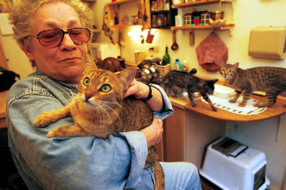 Kanaan Katze der Züchterin Doris Pollatschek