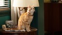 Screenshot aus dem neuen Film „Marvels“ zeigt, wie Star-Katze Goose auf einem Tisch sitzt