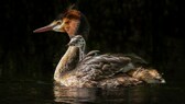 Der Haubentaucher, auch Pūteketeke genannt, schwimmt auf dunklem Wasser