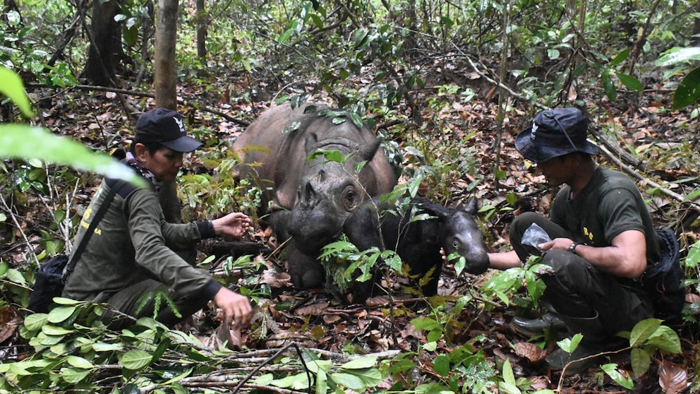 Indoneische Pfleger mit dem neugeborenen Sumatra-Nashorn und seiner Mutter