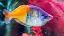 Ein Harlekin-Rregenbogenfisch schwimmt durchs Aquarium