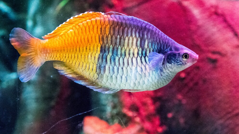 Ein Harlekin-Rregenbogenfisch schwimmt durchs Aquarium