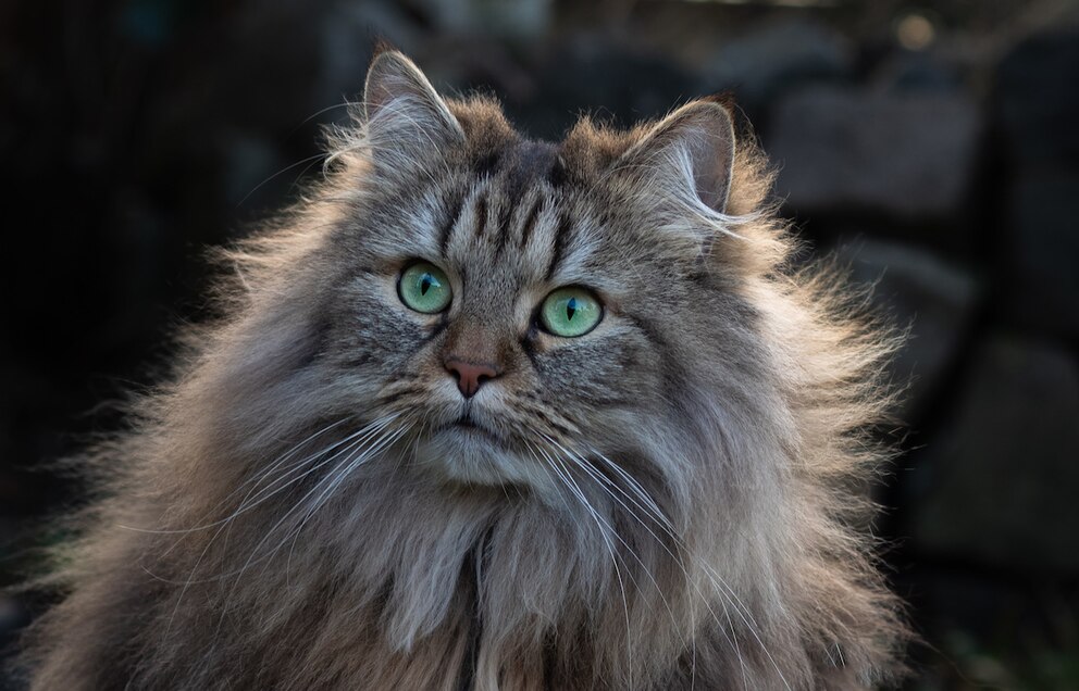 Katzen-Mama Julia ist es wichtig, dass die Schnappschüsse ihrer beiden Katzen authentisch und ohne viel Schnickschnack sind. 