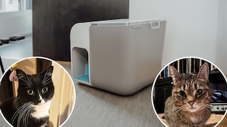 Katzentoilette Cloou von elly&bruce GmbH mit Katze Sweety und Nairobi