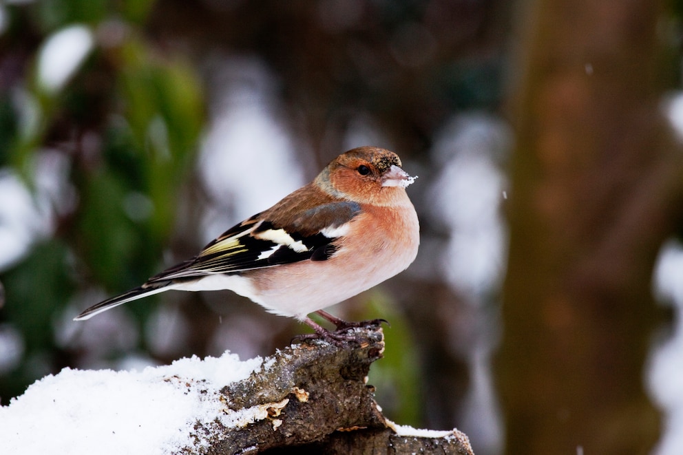 Buchfink im Winter auf einem Ast sitzend