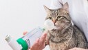 Die Catfluencer-Kater Leeno und Poncha leiden an Asthma. Auf ihren Social-Media-Kanälen wird auch dieses Thema behandelt.