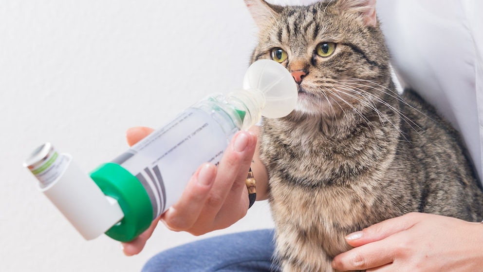 Die Catfluencer-Kater Leeno und Poncha leiden an Asthma. Auf ihren Social-Media-Kanälen wird auch dieses Thema behandelt.