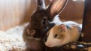 Kaninchen und Meerschwein zusammen sitzend