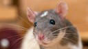 Eine Ratte schaut intelligent und freundlich in die Kamera