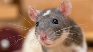 Eine Ratte schaut intelligent und freundlich in die Kamera
