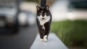 schwarz-weiße Katze läuft auf dem Fußgängerweg herum
