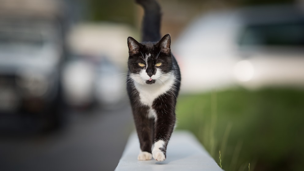 schwarz-weiße Katze läuft auf dem Fußgängerweg herum