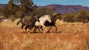 In Australien sollen tausende Wildpferde erschossen werden. (Symbolbild)
