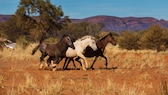 In Australien sollen tausende Wildpferde erschossen werden. (Symbolbild)