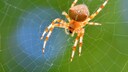 Kreuzspinne im Netz sitzend auf grünem Hintergrund