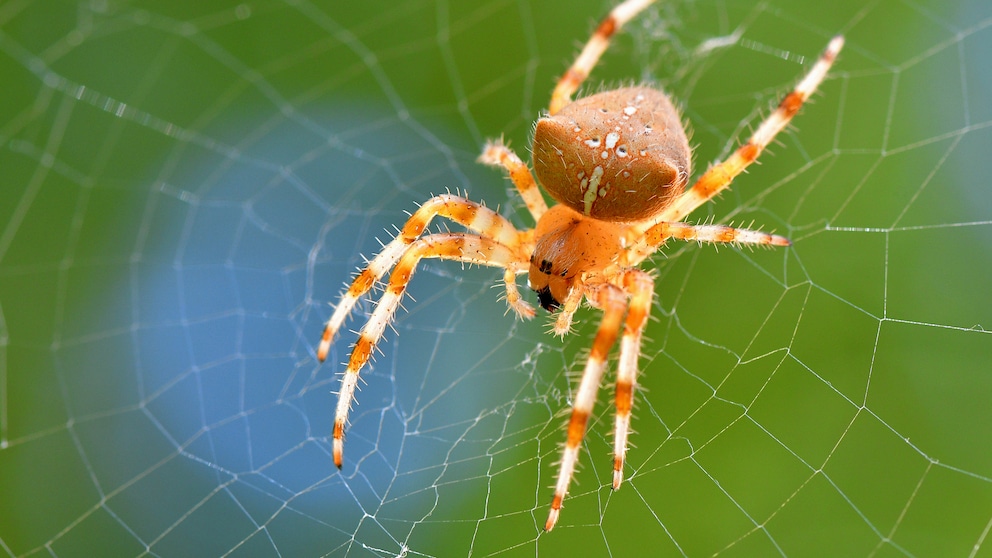 Kreuzspinne im Netz sitzend auf grünem Hintergrund