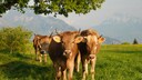 K&uuml;he grasen auf einer Wiese