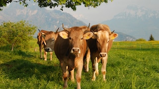 Kühe grasen auf einer Wiese