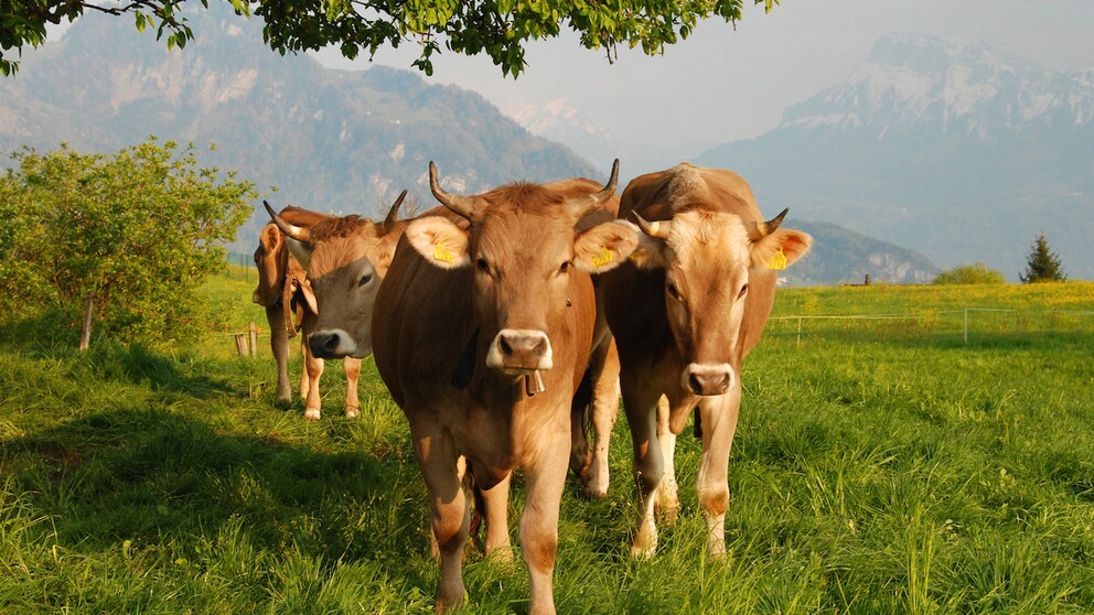 Kühe grasen auf einer Wiese