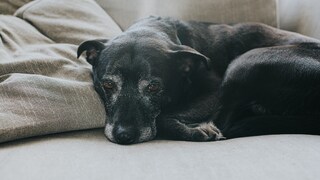 Auch Hunde können unter Sodbrennen leiden. Welche Ursachen das haben kann, erklärt PETBOOK.