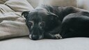 Auch Hunde können unter Sodbrennen leiden. Welche Ursachen das haben kann, erklärt PETBOOK.