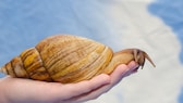 Afrikanische Riesenschnecke auf einer Hand kriechend auf blauem Hintergrund