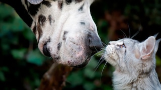 Dogge und Katze schauen sich gegenseitg an