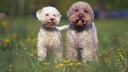 Der Lagotto Romagnolo ist eine italienische Hunderasse, die ihren Ursprung in der Region Romagna in Italien hat.