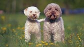 Der Lagotto Romagnolo ist eine italienische Hunderasse, die ihren Ursprung in der Region Romagna hat. 