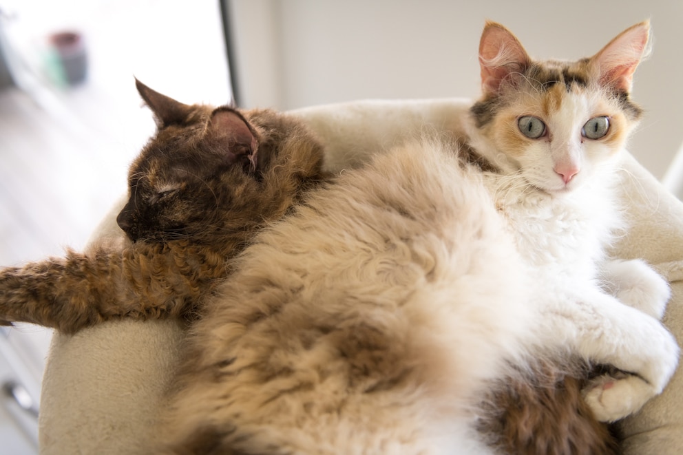 Zwei LaPerm Katzen zusammen liegend