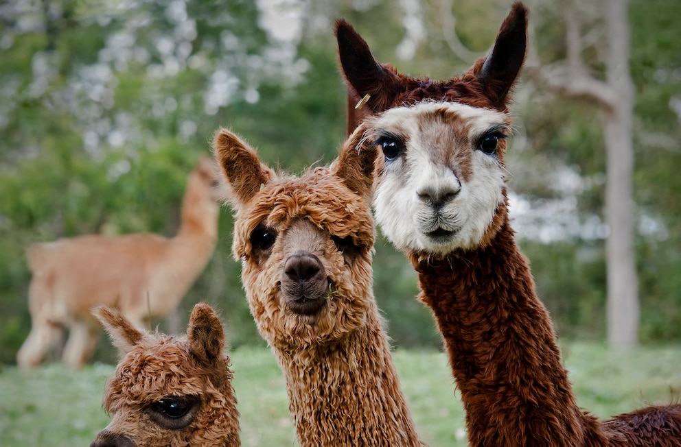 Lama und Alpaka sind Haustier des Jahres 2024 PETBOOK