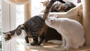 Katze schn&uuml;ffelt anderer gen&uuml;sslich am Po