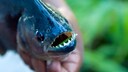 Ein Piranha mit offenem Maul, dass seine spitzen Z&auml;hne zeigt