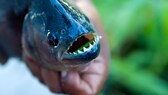 Ein Piranha mit offenem Maul, dass seine spitzen Zähne zeigt