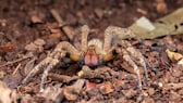 Eine Brasilianische Wanderspinne auf Laub