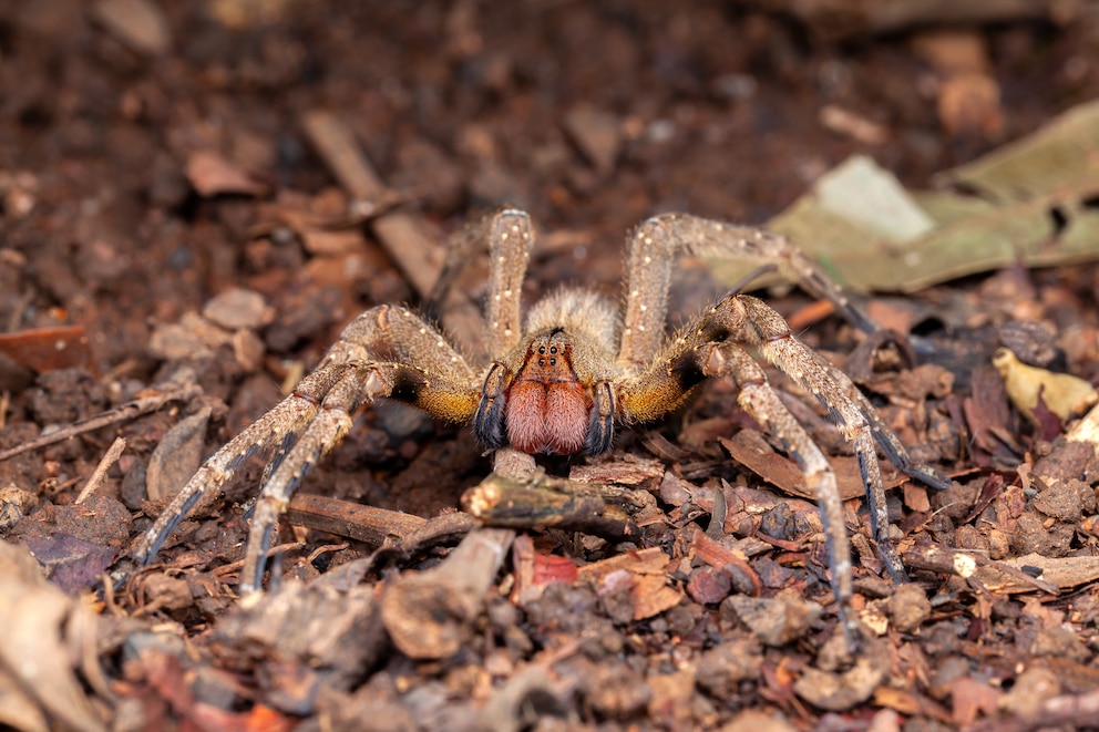 Eine Brasilianische Wanderspinne auf Laub