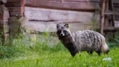 Ein Marderhund steht neben einer Hütte im Gras