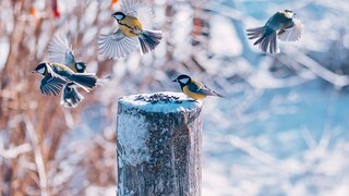 Meisen fliegen um Baumstamm mit Sämereien im Winter