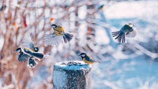 Meisen fliegen um Baumstamm mit Sämereien im Winter