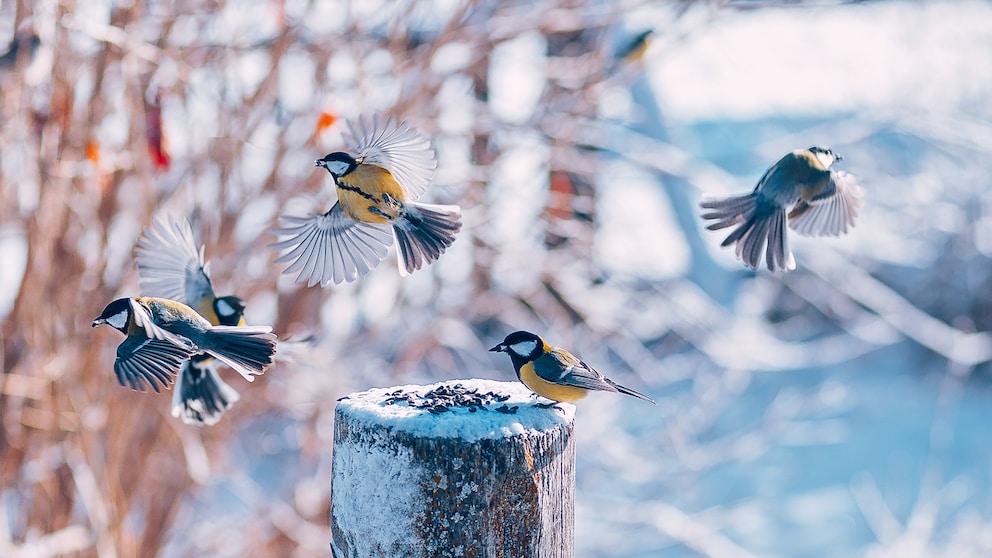 Meisen fliegen um Baumstamm mit Sämereien im Winter