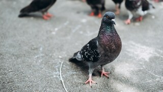 Stadttauben laufen über den Asphalt