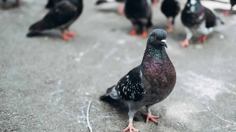 Stadttauben laufen über den Asphalt