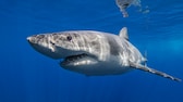 Auch in der Nord- und Ostsee können Haie vorkommen. Aber keine Angst – sie sind für den Menschen ungefährlich.