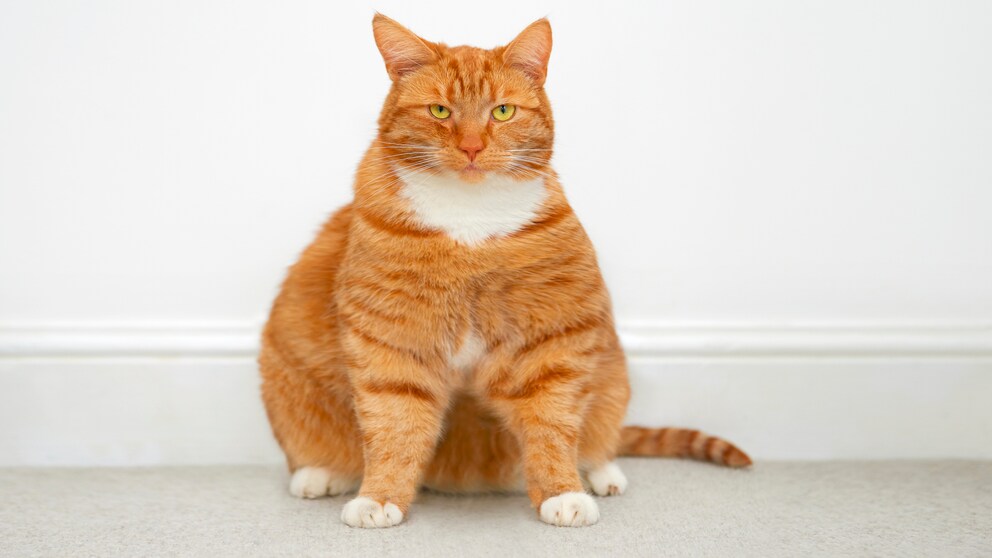 Extrem übergewichtige orangefarbene Katze vor einer Wand sitzend