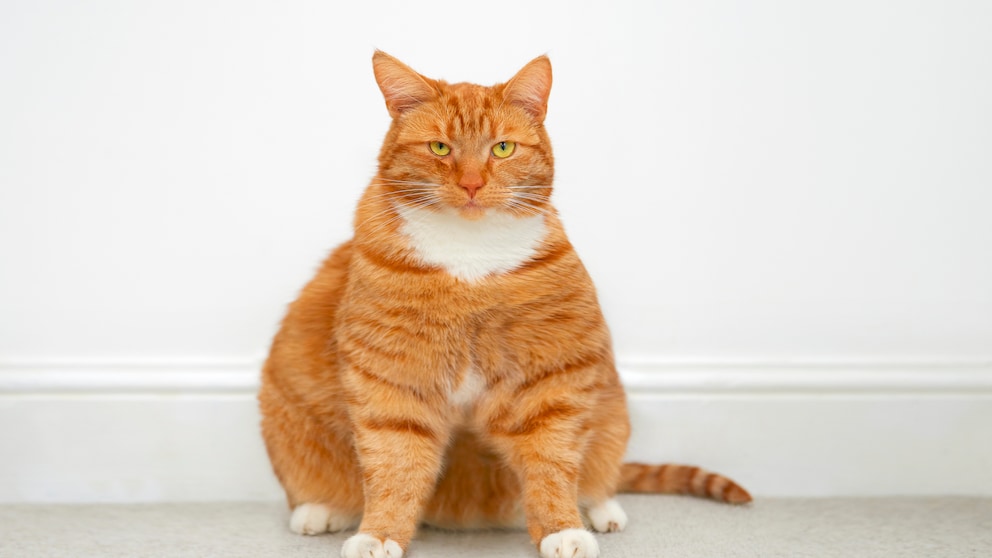 Extrem übergewichtige orangefarbene Katze vor einer Wand sitzend
