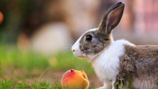 Der Verzehr von größeren Mengen Steinobst, wie Nektarinen, Pfirsichen oder Kirschen, kann bei Kaninchen zu Durchfall führen