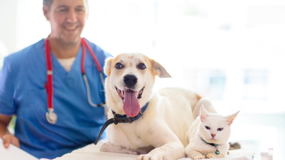 Ein Hund und eine Katze beim Tierarzt