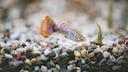 Ein Guppy schwimmt durchs Aquarium