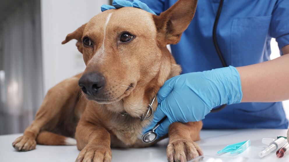 Hund auf dem Behandlungstisch beim Tierarzt