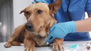 Hund auf dem Behandlungstisch beim Tierarzt